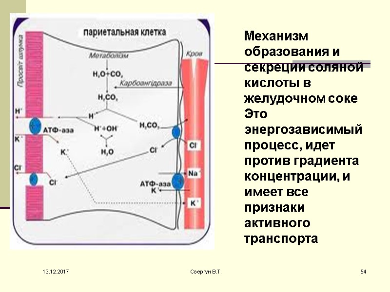 13.12.2017 Свергун В.Т. 54 Механизм образования и секреции соляной кислоты в желудочном соке Это